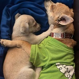 Meet your Posher, Chai